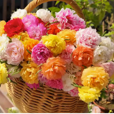 Four-season blooming mixed flower seeds that blossom all year round and never wilt! 