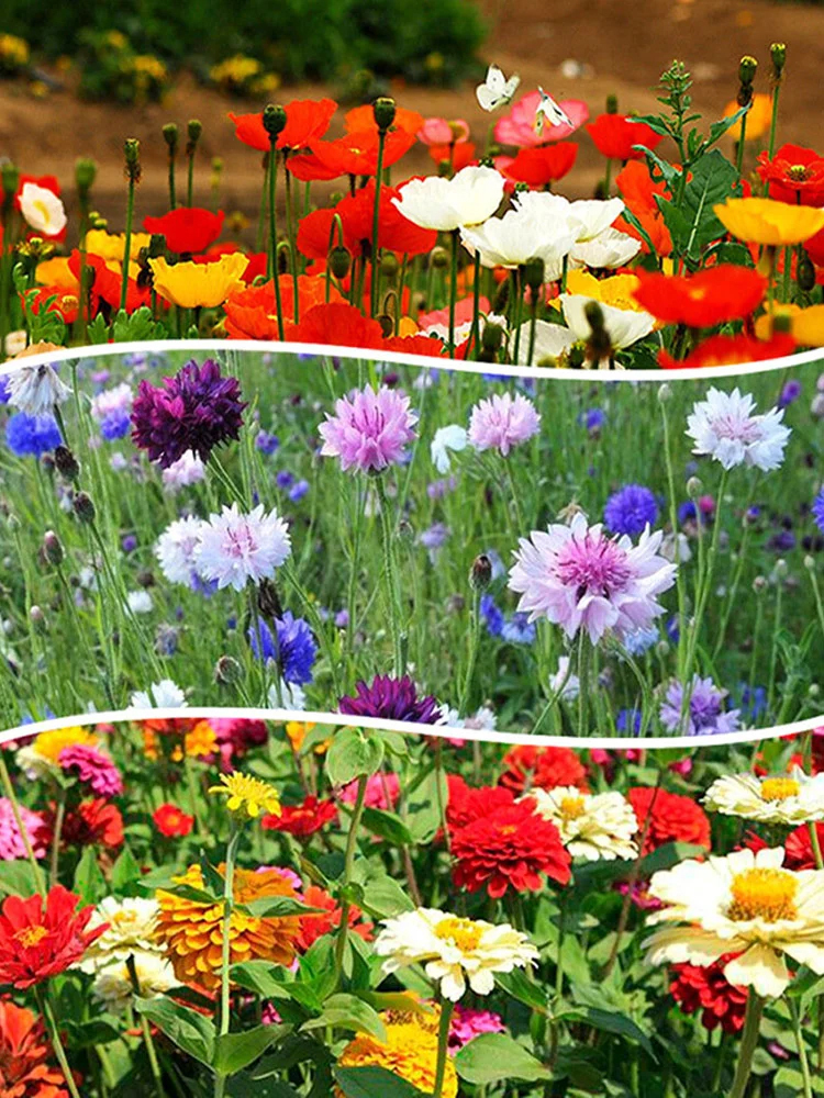 Four-season blooming mixed flower seeds that blossom all year round and never wilt! 