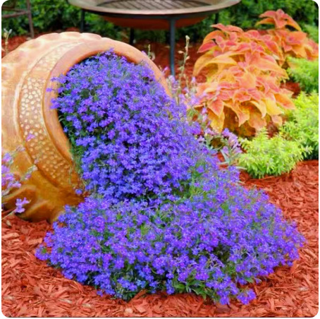 Four-season blooming mixed flower seeds that blossom all year round and never wilt! 