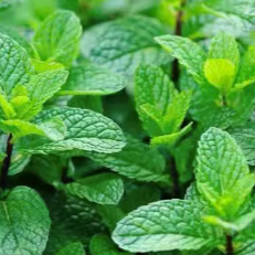 Four-season blooming mixed flower seeds that blossom all year round and never wilt! 