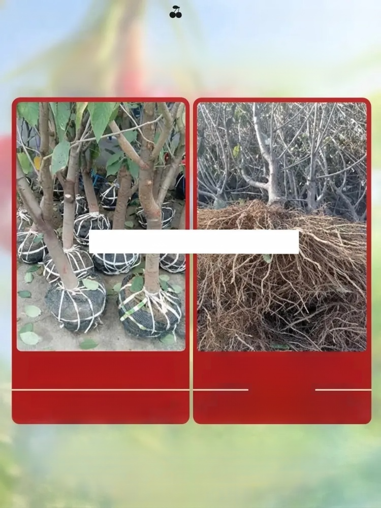 Dwarf, fast-growing, self-pollinating cherry tree seedlings: adaptable to any climate and soil, with a survival rate of up to 99%!