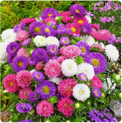 Four-season blooming mixed flower seeds that blossom all year round and never wilt! 