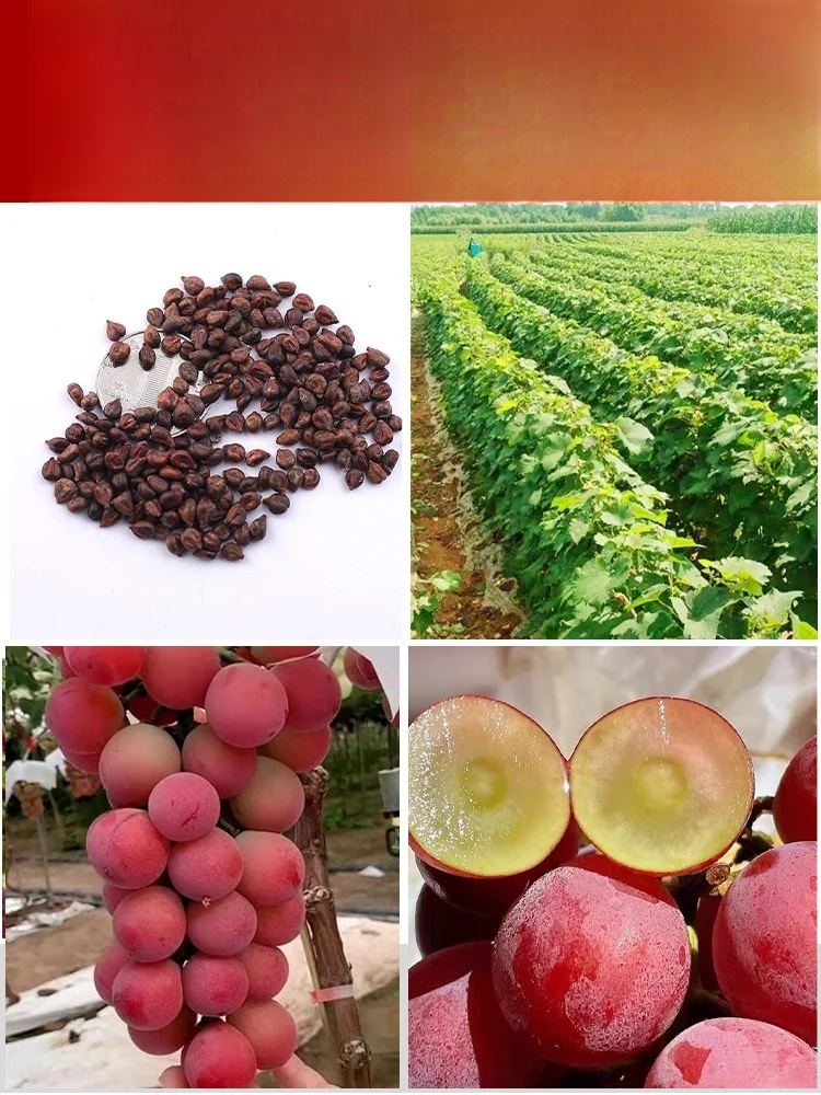 Plant this "Nina Queen" grapevine in your balcony or garden to easily achieve fruit freedom! 