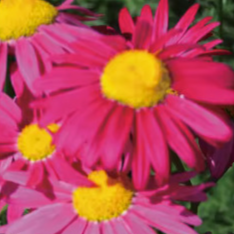Four-season blooming mixed flower seeds that blossom all year round and never wilt! 