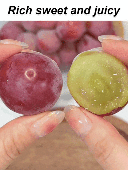 Plant this "Nina Queen" grapevine in your balcony or garden to easily achieve fruit freedom! 