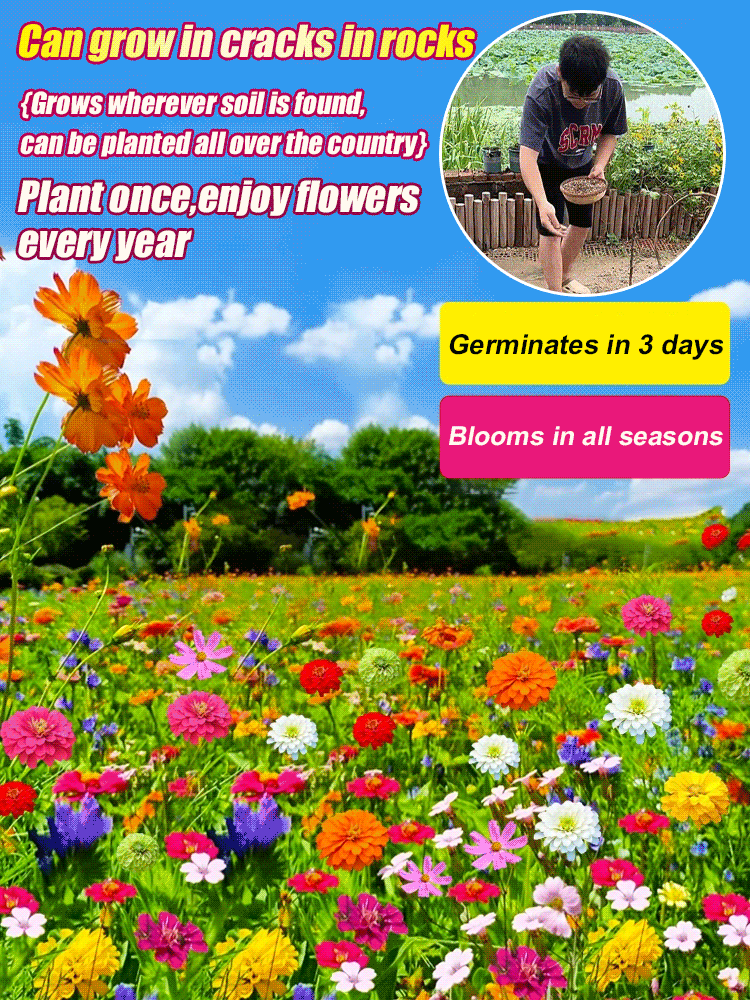 Four-season blooming mixed flower seeds that blossom all year round and never wilt! 
