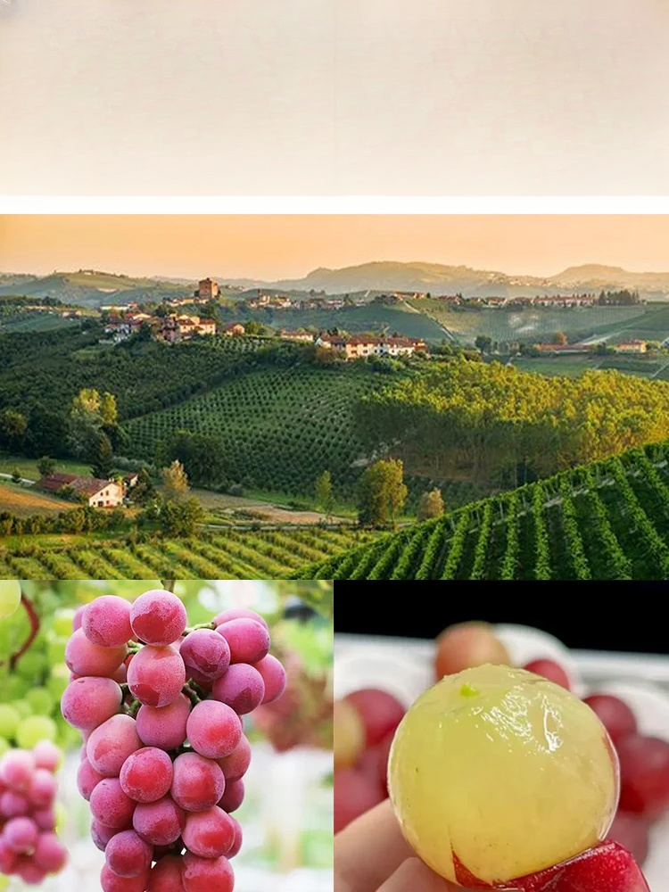 Plant this "Nina Queen" grapevine in your balcony or garden to easily achieve fruit freedom! 