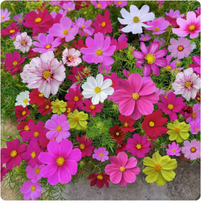 Four-season blooming mixed flower seeds that blossom all year round and never wilt! 