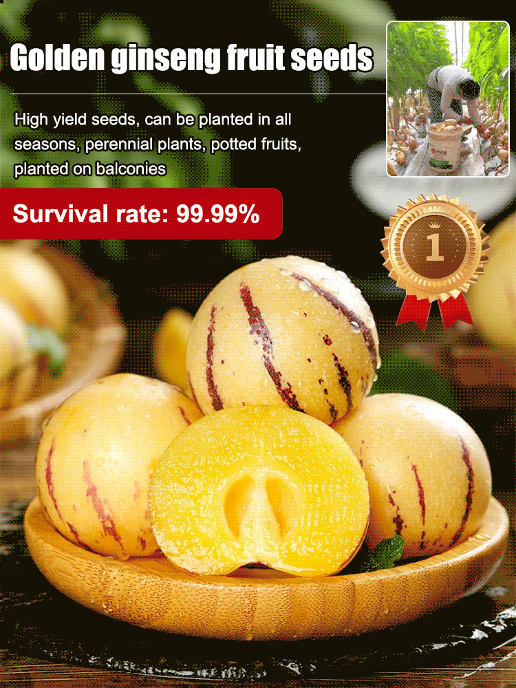 Planting Pepino melons in your balcony or small garden can easily help you achieve fruit freedom! 