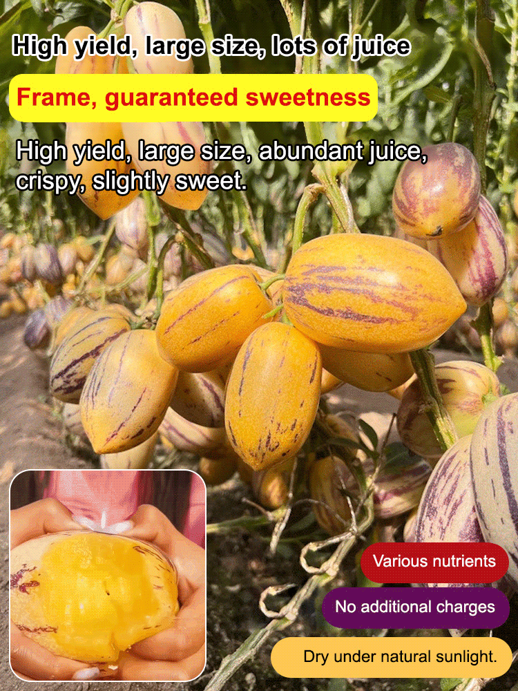 Planting Pepino melons in your balcony or small garden can easily help you achieve fruit freedom! 