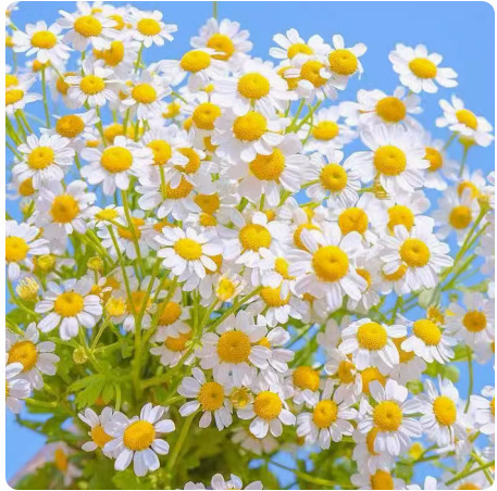 Four-season blooming mixed flower seeds that blossom all year round and never wilt! 