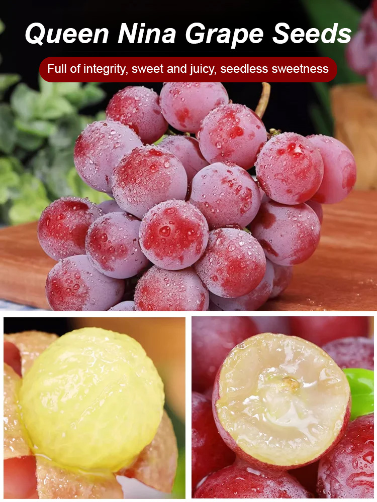 Plant this "Nina Queen" grapevine in your balcony or garden to easily achieve fruit freedom! 