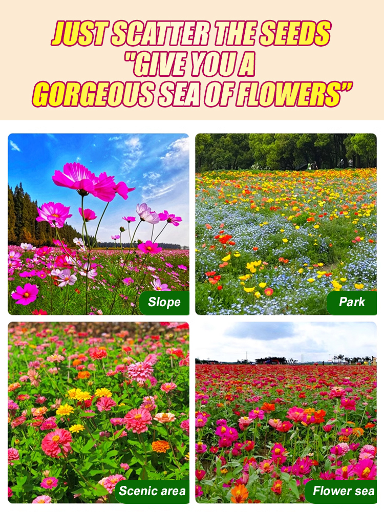 Four-season blooming mixed flower seeds that blossom all year round and never wilt! 
