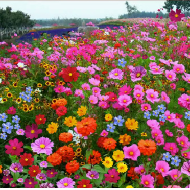 Four-season blooming mixed flower seeds that blossom all year round and never wilt!