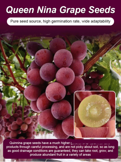 Plant this "Nina Queen" grapevine in your balcony or garden to easily achieve fruit freedom! 