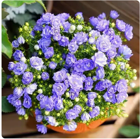 Four-season blooming mixed flower seeds that blossom all year round and never wilt! 