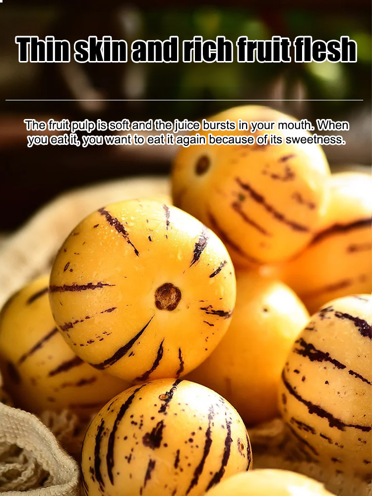 Planting Pepino melons in your balcony or small garden can easily help you achieve fruit freedom! 