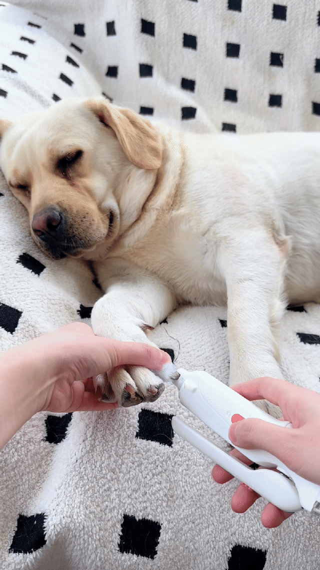 LED Pet Nail Clipper 