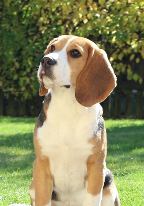 Custom Photo It's Summer & Time For Wandering - Dog & Cat Personalized Custom Unisex Tropical Hawaiian Aloha Shirt