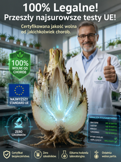 【Darmowa wysyłka】🌸Bulwy Tuberozy | Zapach Perfum | Łatwa Uprawa | Kwitnie w 30 Dni | -50% Off🌸