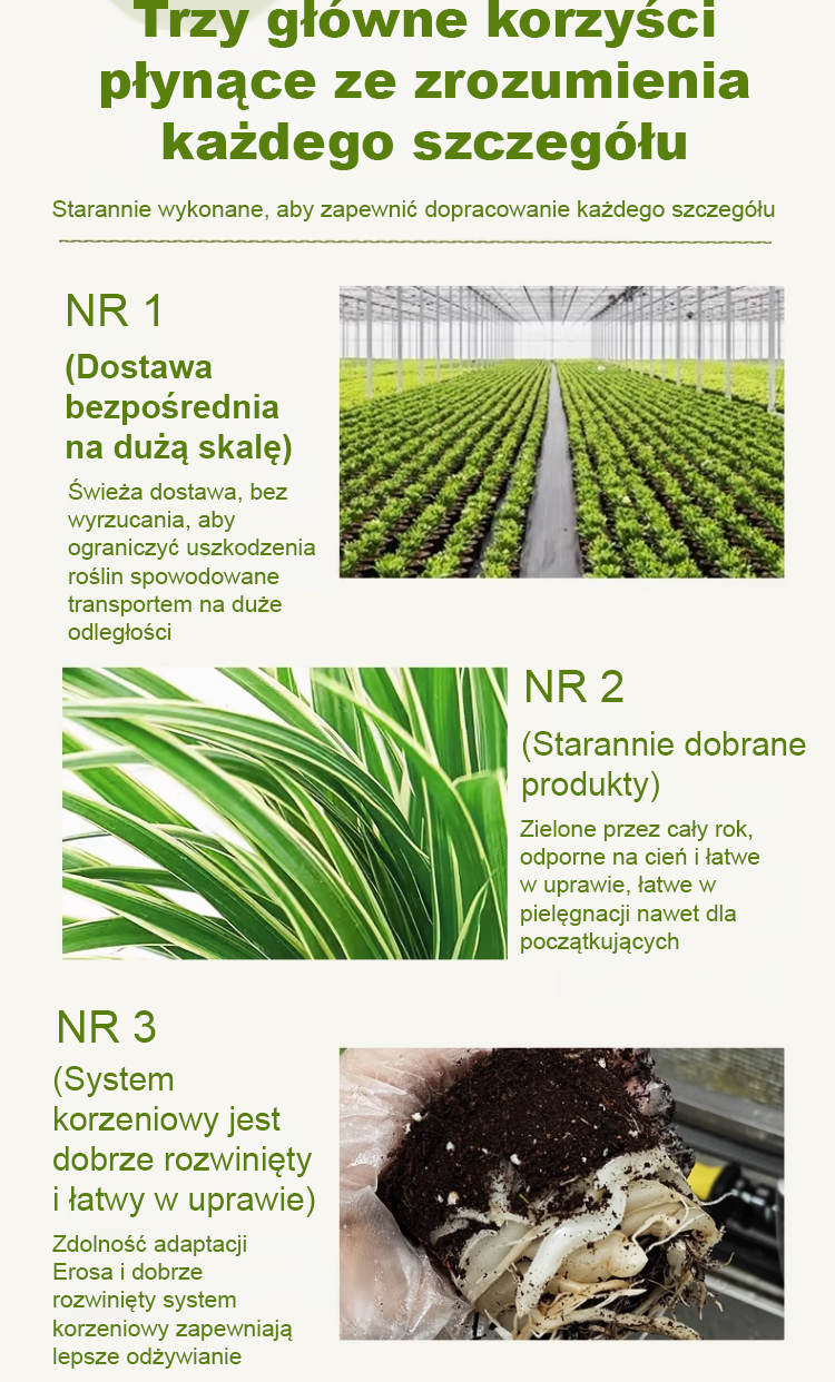 [Jedna sadzonka złocistego zielistka wypełni dom zapachem] Nasiona Chlorophytum ❤️ Od -20°C do 40°C: Podlej i rośnie! Brak kwiatów? Darmowa wymiana!