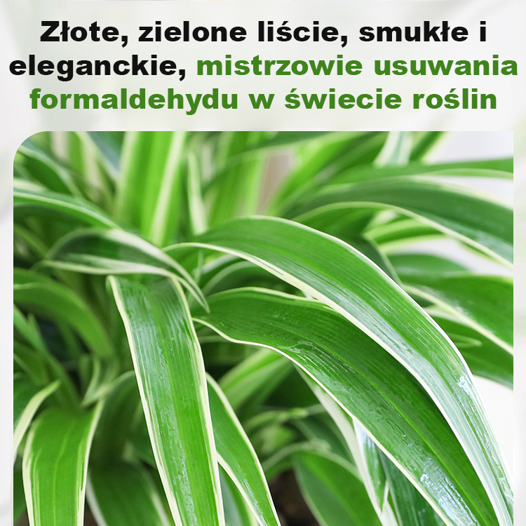 [Jedna sadzonka złocistego zielistka wypełni dom zapachem] Nasiona Chlorophytum ❤️ Od -20°C do 40°C: Podlej i rośnie! Brak kwiatów? Darmowa wymiana!