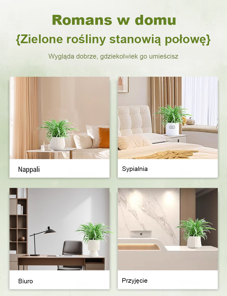 [Jedna sadzonka złocistego zielistka wypełni dom zapachem] Nasiona Chlorophytum ❤️ Od -20°C do 40°C: Podlej i rośnie! Brak kwiatów? Darmowa wymiana!