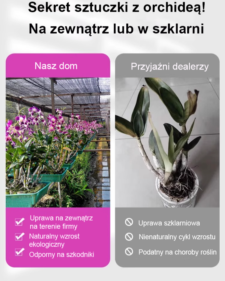 [Jedna bulwa wypełni dom zapachem] Dendrobium wonne ❤️ Od -20°C do 40°C: Podlej i rośnie! Brak kwiatów? Wymiana gratis!  