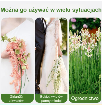 【Bardziej pachnący niż perfumy】Kwiaty tuberozy pachnące na tysiące mil，Kwitnie co roku