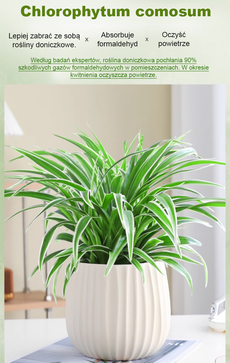 [Jedna sadzonka złocistego zielistka wypełni dom zapachem] Nasiona Chlorophytum ❤️ Od -20°C do 40°C: Podlej i rośnie! Brak kwiatów? Darmowa wymiana!