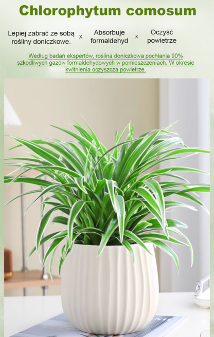 [Jedna sadzonka złocistego zielistka wypełni dom zapachem] Nasiona Chlorophytum ❤️ Od -20°C do 40°C: Podlej i rośnie! Brak kwiatów? Darmowa wymiana!