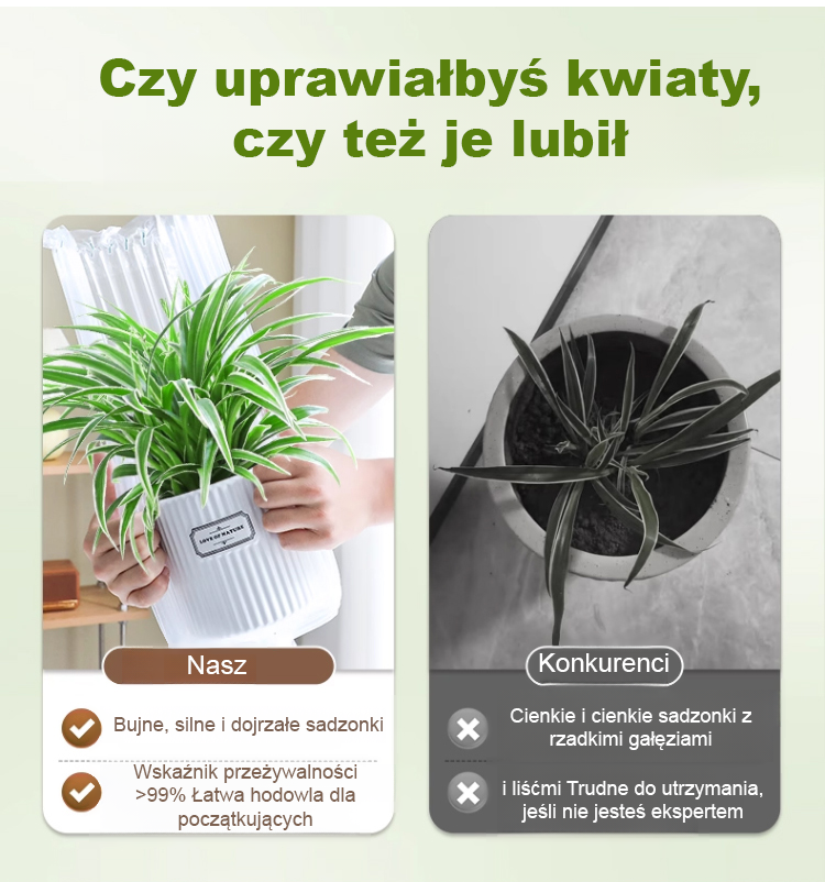 [Jedna sadzonka złocistego zielistka wypełni dom zapachem] Nasiona Chlorophytum ❤️ Od -20°C do 40°C: Podlej i rośnie! Brak kwiatów? Darmowa wymiana!