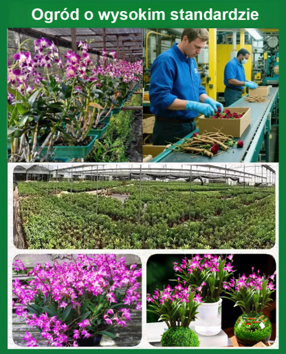 [Jedna bulwa wypełni dom zapachem] Dendrobium wonne ❤️ Od -20°C do 40°C: Podlej i rośnie! Brak kwiatów? Wymiana gratis!  