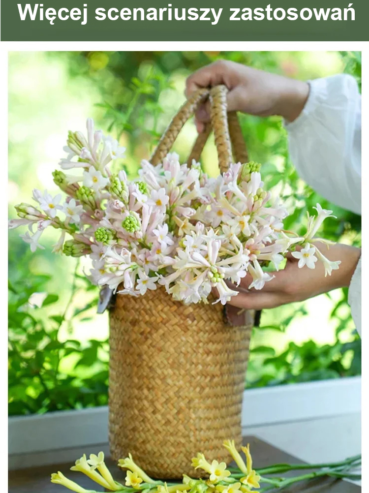 【Bardziej pachnący niż perfumy】Kwiaty tuberozy pachnące na tysiące mil，Kwitnie co roku