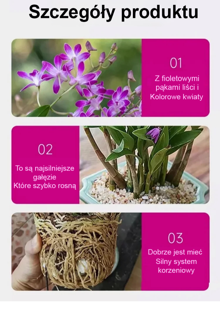 [Jedna bulwa wypełni dom zapachem] Dendrobium wonne ❤️ Od -20°C do 40°C: Podlej i rośnie! Brak kwiatów? Wymiana gratis!  