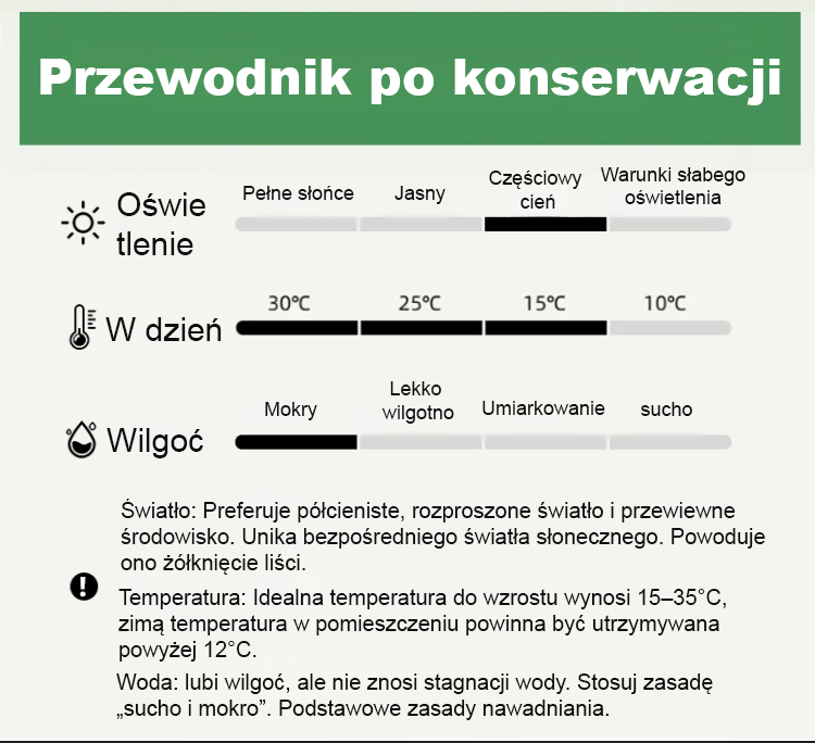 [Jedna sadzonka złocistego zielistka wypełni dom zapachem] Nasiona Chlorophytum ❤️ Od -20°C do 40°C: Podlej i rośnie! Brak kwiatów? Darmowa wymiana!