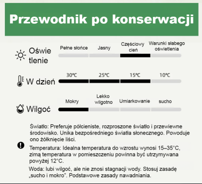 [Jedna sadzonka złocistego zielistka wypełni dom zapachem] Nasiona Chlorophytum ❤️ Od -20°C do 40°C: Podlej i rośnie! Brak kwiatów? Darmowa wymiana!