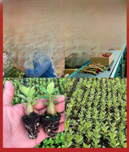 [Żyj 100 lat w wodzie] Cebule róży pustynnej