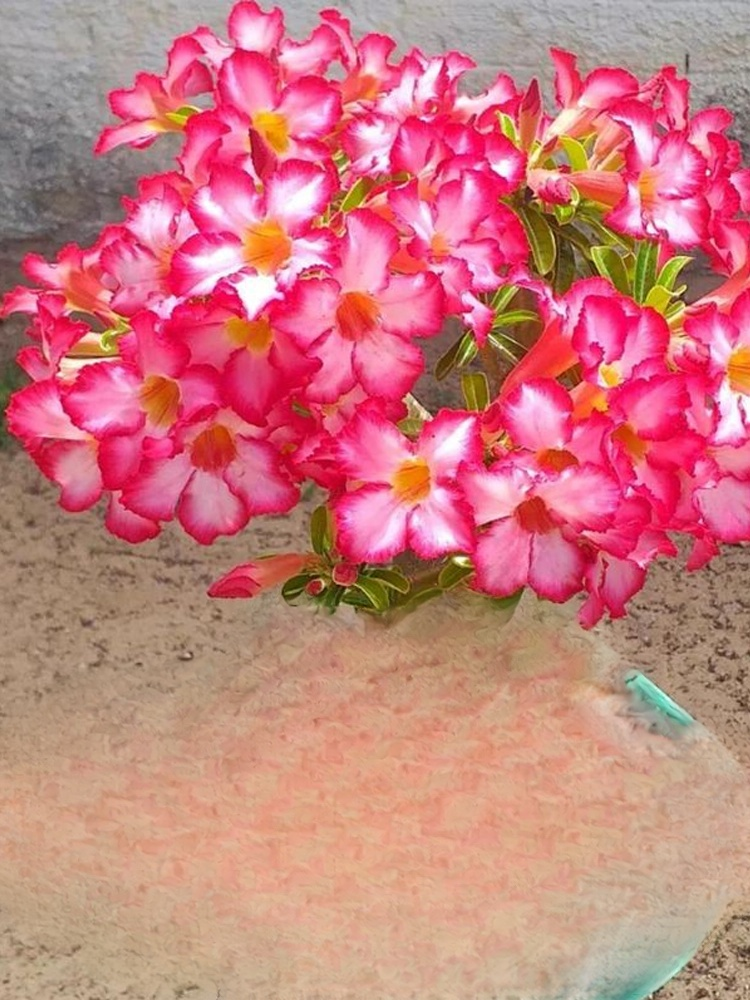 [Żyj 100 lat w wodzie] Cebule róży pustynnej