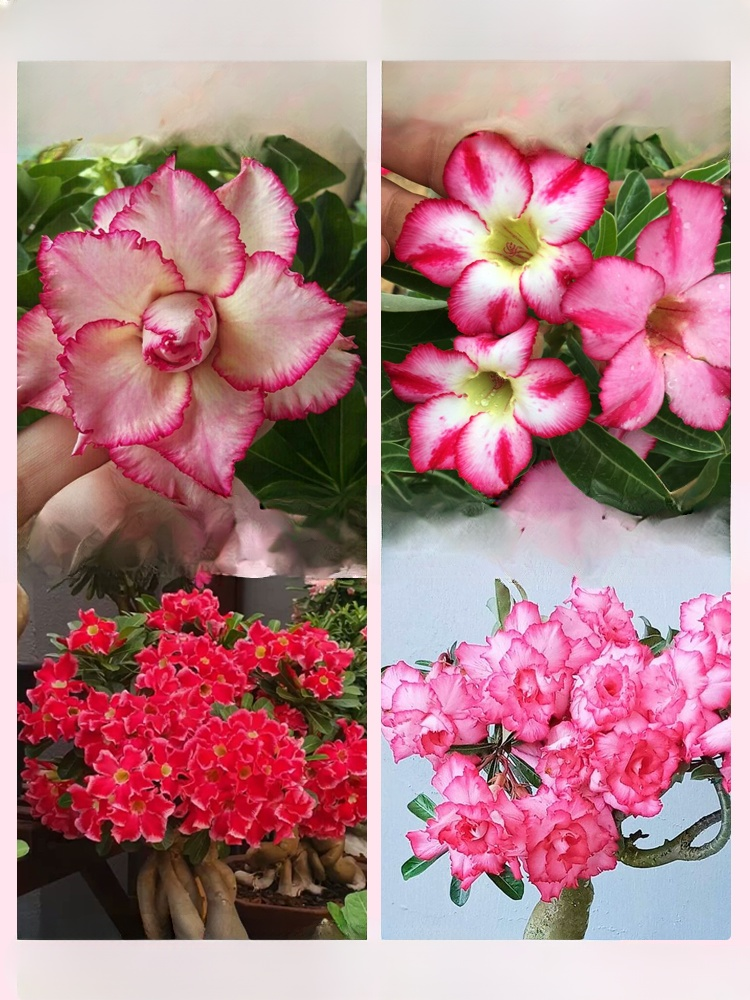 [Żyj 100 lat w wodzie] Cebule róży pustynnej