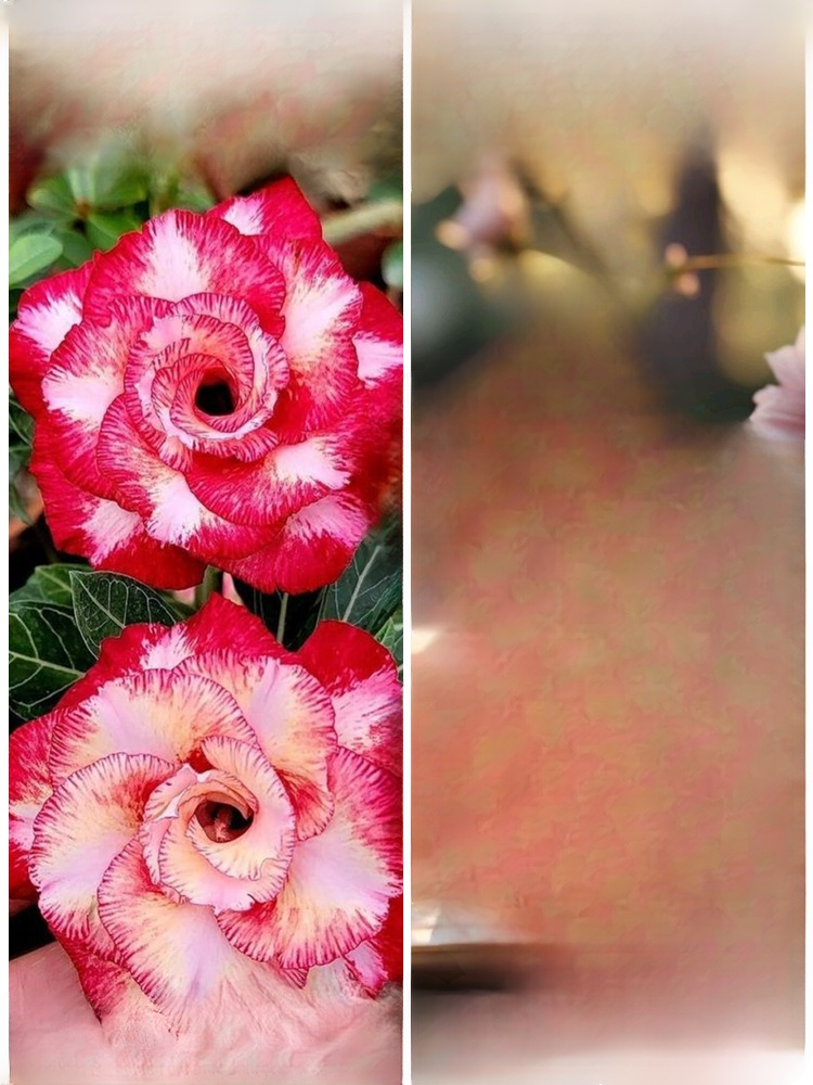 [Żyj 100 lat w wodzie] Cebule róży pustynnej