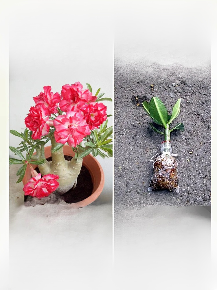 [Żyj 100 lat w wodzie] Cebule róży pustynnej