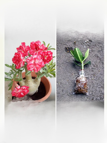 [Żyj 100 lat w wodzie] Cebule róży pustynnej