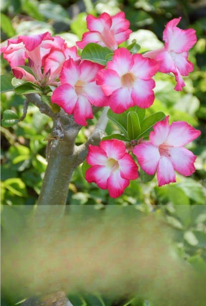 [Żyj 100 lat w wodzie] Cebule róży pustynnej