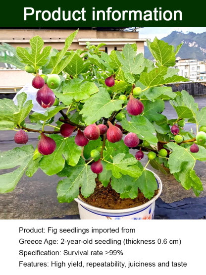 ✨[Enjoy fresh fruit daily] Fig seedlings imported from Greece，💚No gardening skills needed