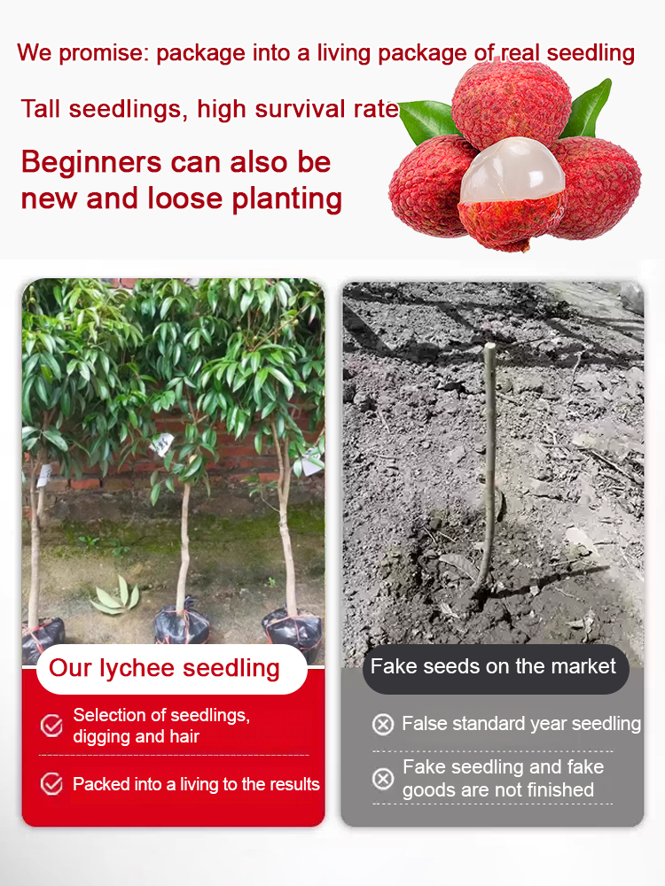 🎉Lychee King!  The fruits are larger than eggs! 🥚Suitable for US Climate，99.9% survival rate🏠