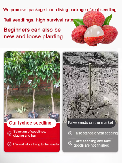 🎉Lychee King!  The fruits are larger than eggs! 🥚Suitable for US Climate，99.9% survival rate🏠