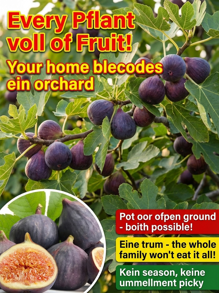 soft, sweet and  aromatic ，survival rate >99%  ，Bearing fruit in just two months! 