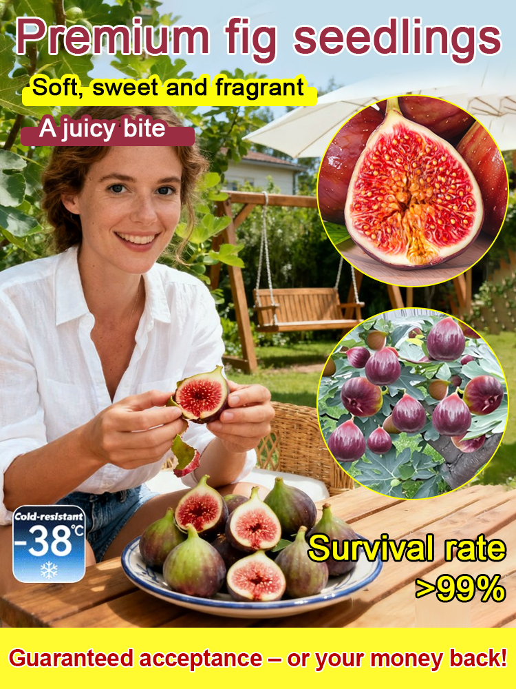 ✨[Enjoy fresh fruit daily] Fig seedlings imported from Greece，💚No gardening skills needed