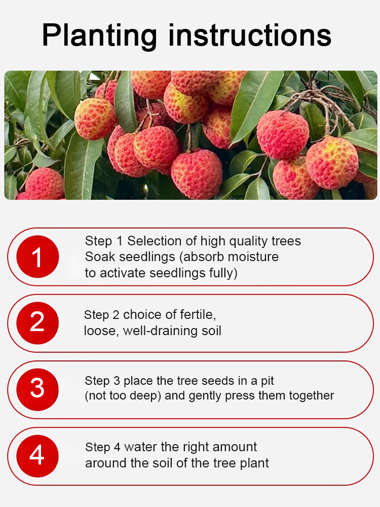 🎉Lychee King!  The fruits are larger than eggs! 🥚Suitable for US Climate，99.9% survival rate🏠